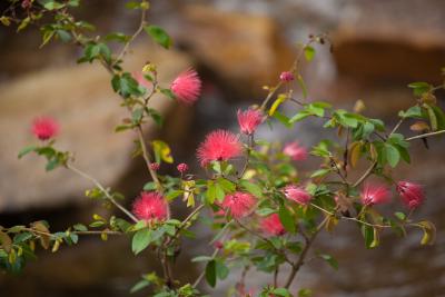Powderpuff Dwarf 3G - $19.99