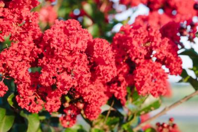 Crape Myrtle Fe Magic Ruffled Red 15G - $167.00
