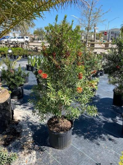 Bottlebrush Red Cluster Bush 3G - $19.99