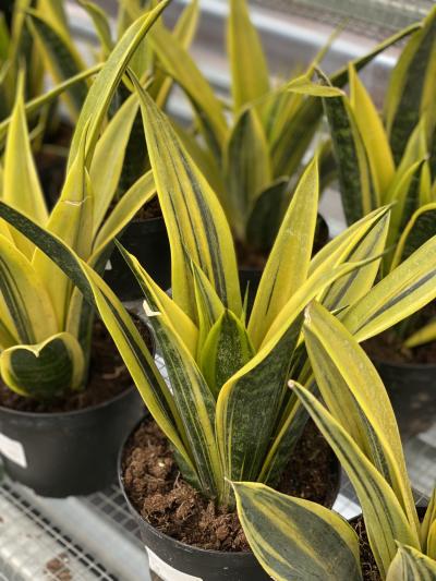 Earth Works - Sansevieria La Rubia 1G/6"