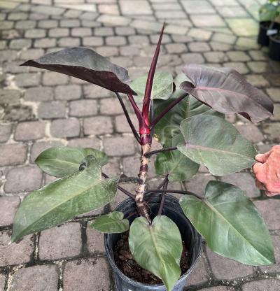 Earth Works - Philodendron Royal Queen