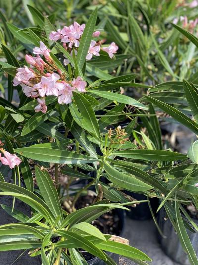 Earth Works - Oleander Dwarf Petite Pink 3G