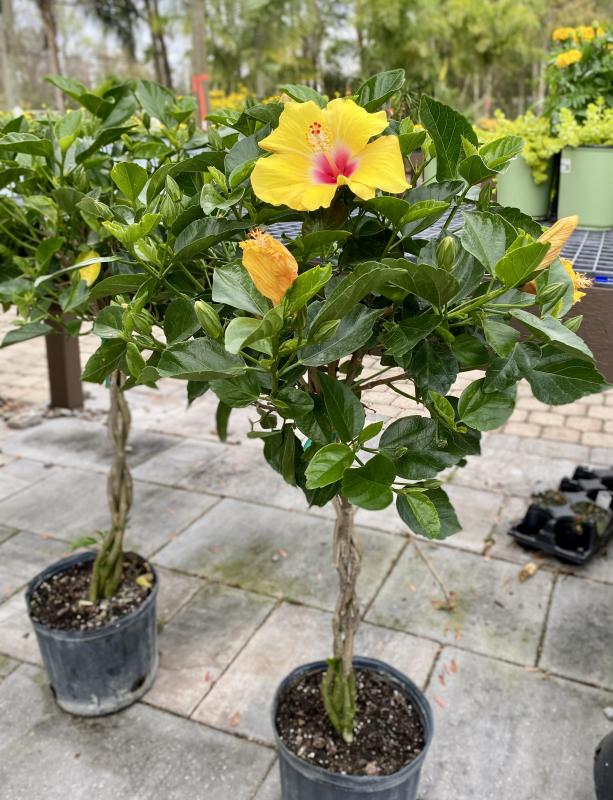 Flower LEGO® Hibiscus - 10372 | Kaplan Early Learning