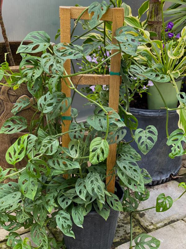 muehlenbeckia plant Faux Muehlenbeckia in Paper Mache Pulp Pot main image 1