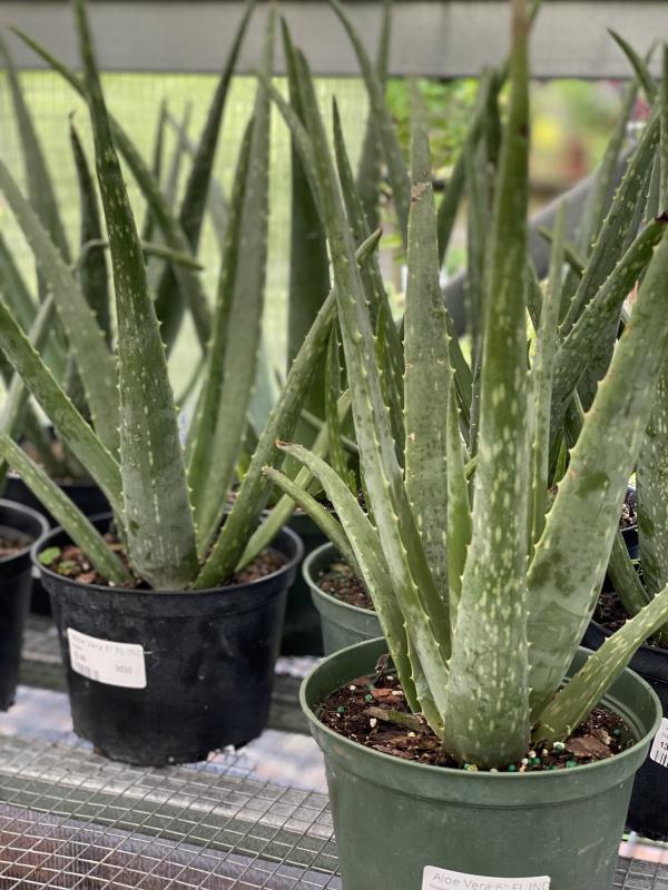 Earth Works - Aloe Vera 6"