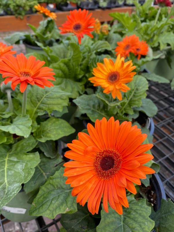Earth Works - Gerbera Daisy Royal Deep Orange 1G