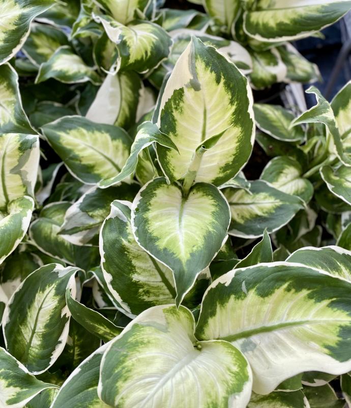 hedera indoor plant Ivy Hedera California (Hedera helix)