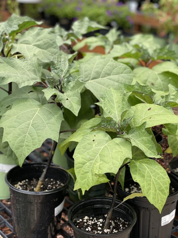 Earth Works - Devil's Trumpet Datura 1G