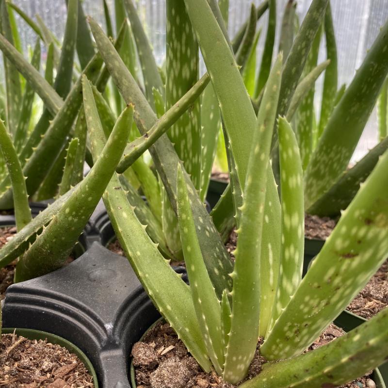 aloe propolis creme anwendungsgebiete Aloe Vera Gold Propoliscreme main image 1